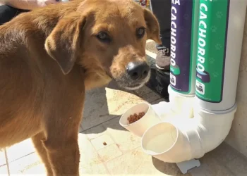 Proteção Animal: PL propõe multa para quem impedir acesso de animais a comida e água em espaços públicos