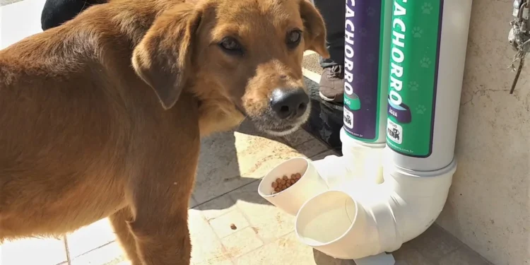 Proteção Animal: PL propõe multa para quem impedir acesso de animais a comida e água em espaços públicos