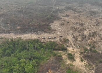 pf-desmatamento-amazonas