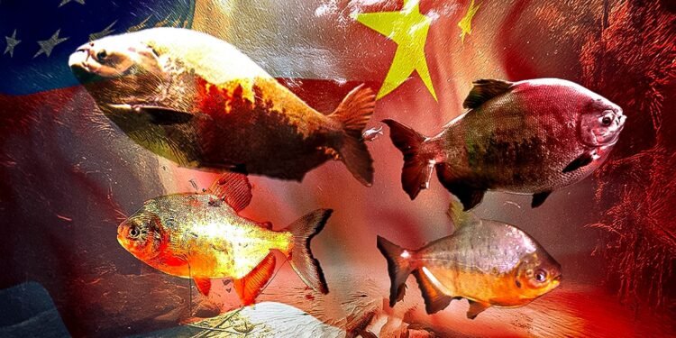 tambaqui-amazonas-china