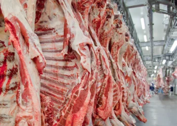 Brasil pode mais que dobrar exportação de carne bovina com acordo Mercosul-UE, diz Agrifatto