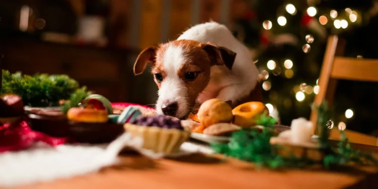Cuidado com as comidas das festas de final de ano