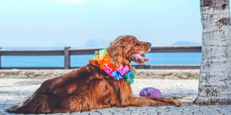 Clima quente exige cuidado redobrado com os pets