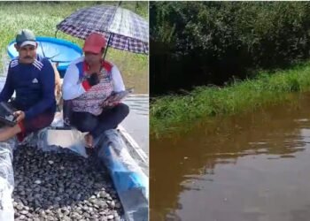 Ribeirinhos soltam 20 mil quelônios no rio Jutaí, no Amazonas