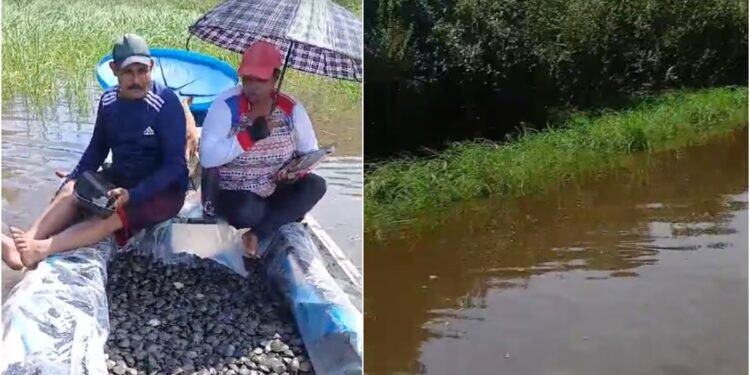 Ribeirinhos soltam 20 mil quelônios no rio Jutaí, no Amazonas