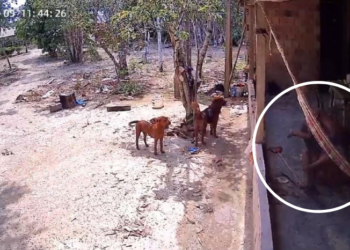 Mulher sofre tentativa de feminicídio em Presidente Figueiredo; ex-marido está foragido