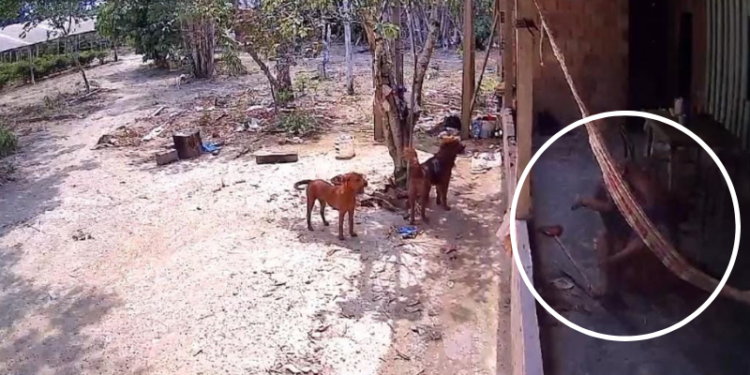 Mulher sofre tentativa de feminicídio em Presidente Figueiredo; ex-marido está foragido