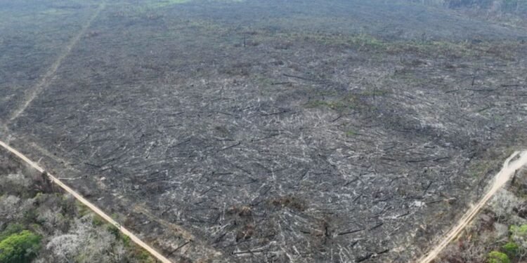 Apenas 5% dos casos de desmatamento na Amazônia geraram indenizações