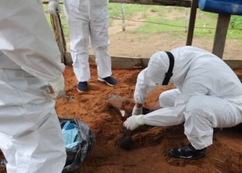 Adaf1-veterinários e técnicos da Adaf coletam material biológico para análise
