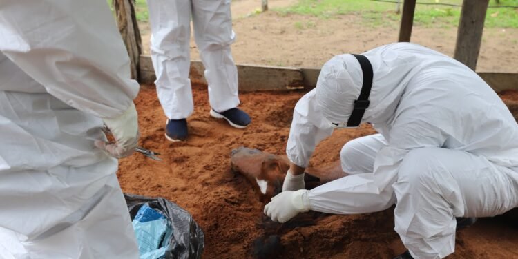 Adaf1-veterinários e técnicos da Adaf coletam material biológico para análise