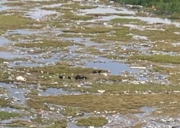 Corpo sem cabeça e braços é encontrado na orla do São Raimundo