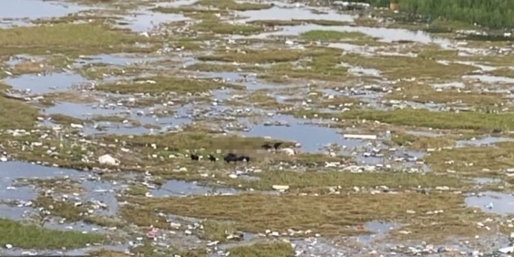 Corpo sem cabeça e braços é encontrado na orla do São Raimundo