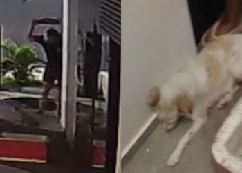 Fotógrafo é flagrado agredindo cadela