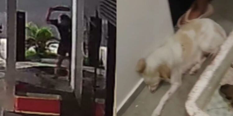 Fotógrafo é flagrado agredindo cadela