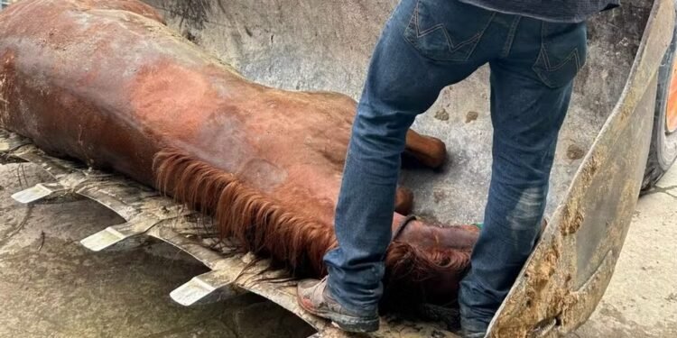 Haras-cavalo-morto-2