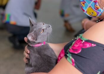 Vacinação antirrábica continua em Manaus: confira os pontos de imunização