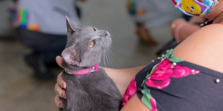 Vacinação antirrábica continua em Manaus: confira os pontos de imunização