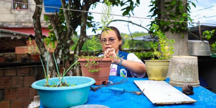 Manaus registra aumento no número de casos de dengue em 2025