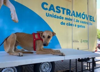 Castramóvel realiza agendamentos solidários para cães e gatos na zona Norte de Manaus