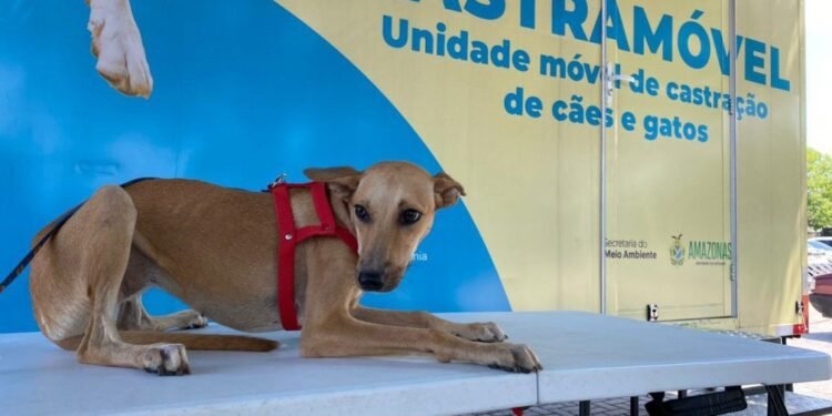 Castramóvel realiza agendamentos solidários para cães e gatos na zona Norte de Manaus