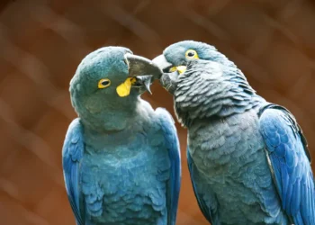 Ameaçada de extinção, mais uma arara-azul-de-lear nasce em São Paulo
