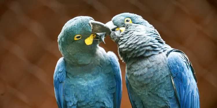 Ameaçada de extinção, mais uma arara-azul-de-lear nasce em São Paulo