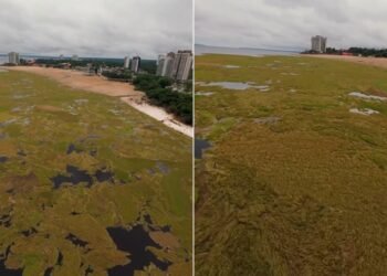 canaranas ou capim marreca