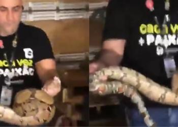 Vídeo: Cobra é encontrada e resgatada em shopping na zona Norte de Manaus