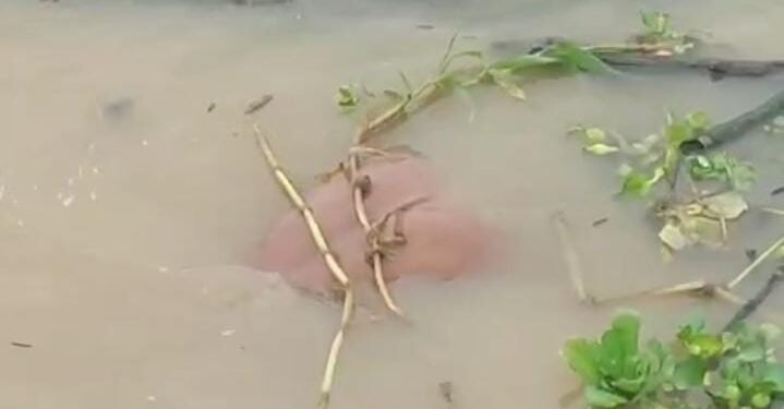 Vídeo: Corpo é encontrado boiando em Manacapuru