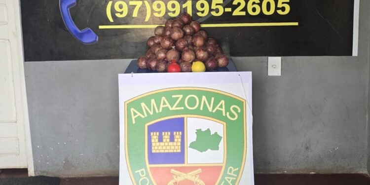 drogas-cebolas-am