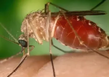 Brasil registra quase 3 mil casos de Oropouche em 2025