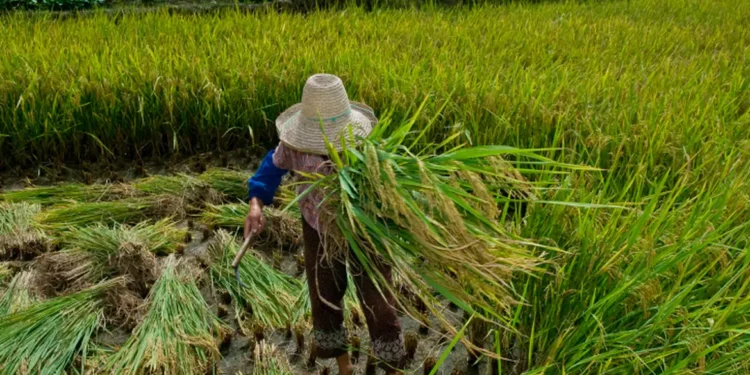 Trabalho escravo: mais de 2 mil foram resgatados no Brasil em 2024