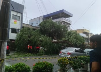 Árvore cai em cima de carros no Centro de Manaus