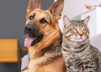 Aumento de 69% nos casos de esporotricose no Amazonas reacende alerta para prevenção