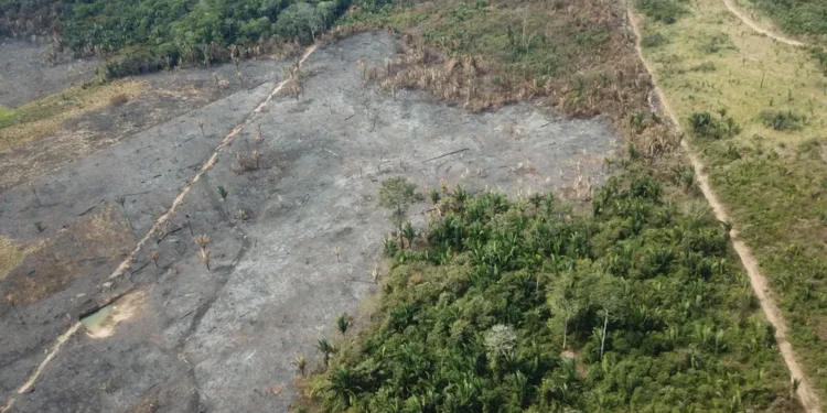 Desmatamento na Amazônia