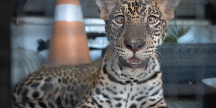 PMAM_RESGATE_ANIMAL_SILVESTRE_