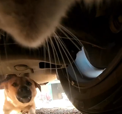 Vídeo Gato foge de cachorros e momento impressiona o público