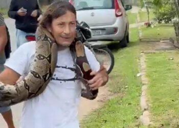 Vídeo homem captura cobra com as próprias mãos