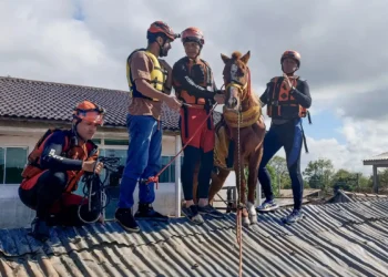 Câmara aprova projeto para proteção de animais afetados por desastres