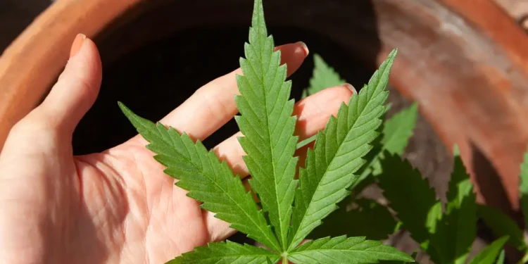 STF rejeita recursos sobre descriminalização do porte de maconha