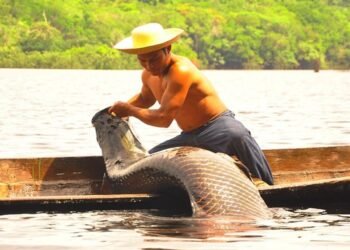 ‘Programa Arapaima' lançado pelo Ibama é um marco histórico no AM