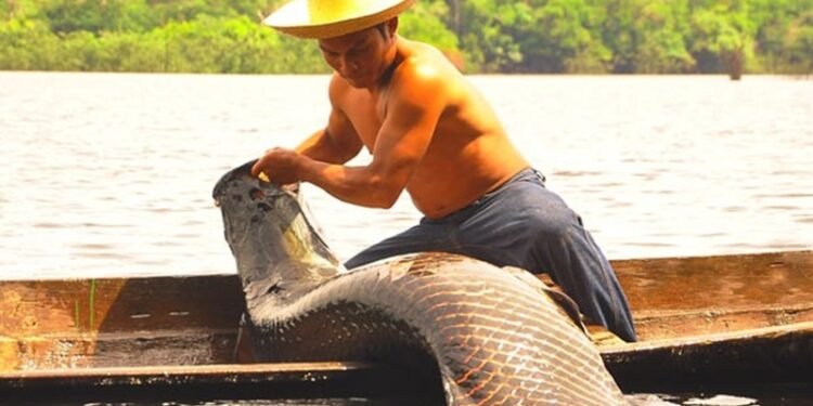 ‘Programa Arapaima' lançado pelo Ibama é um marco histórico no AM