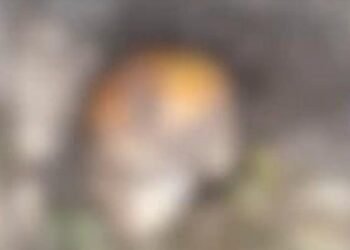 Crânio humano é encontrado em igarapé na zona Leste de Manaus