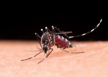 Amazonas tem mais de 4 mil casos suspeitos de arboviroses