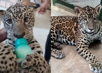 Onça pintada Golias