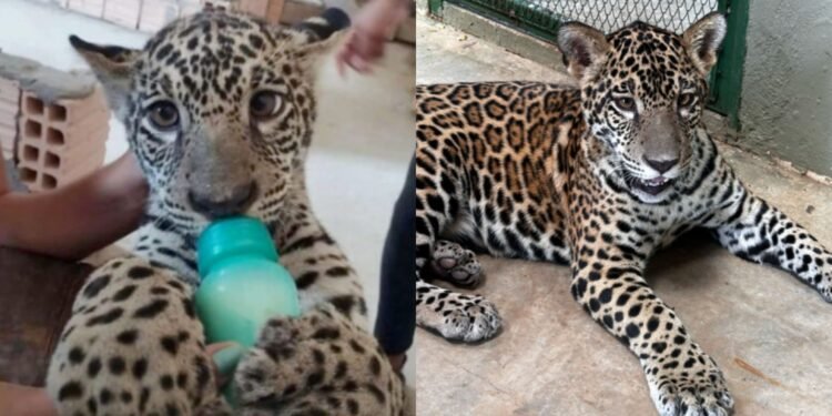 Onça pintada Golias