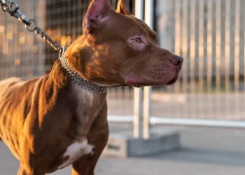 Pitbull-enrosca-em-gatilho-de-arma-ao-pular