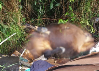 Vídeo cavalos são encontrados mortos no Distrito Industrial em Manaus