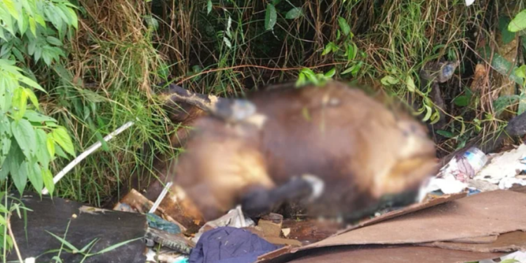 Vídeo cavalos são encontrados mortos no Distrito Industrial em Manaus