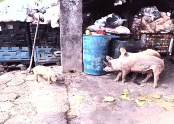 Criação de porcos em Manaus é investigada pelo MPAM por colocar trabalhadores em risco